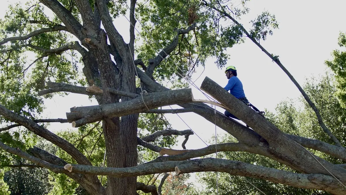 Professional Crown Thinning performed by certified arborists in Pine Plains